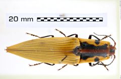 Foto (Dorsalansicht) von Semiotus imperialis (Guérin, 1844) (NHMW-ZOO-COL-0008218)